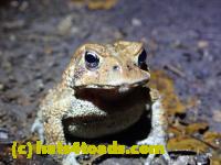 /home//u458753944/public_html/sourcegallery//McKaig Nature Center/2020-10-11/PA110705.JPG